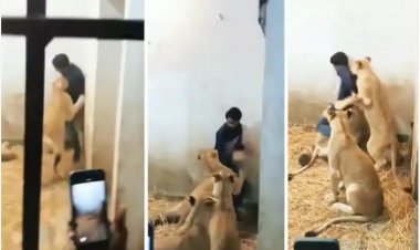 Sherni Ka Video: शख्स घुसा शेरनी के बाड़े में, फिर जो हुआ जान हलक में आ गई