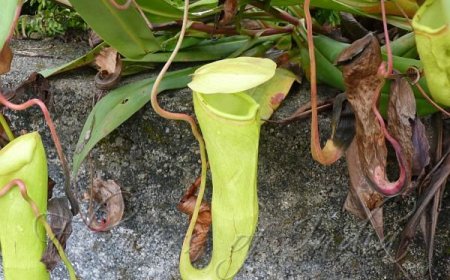 Nepenthes khasiana: India’s Only Pitcher Plant and the Enchanted Insect Trap of Meghalaya
