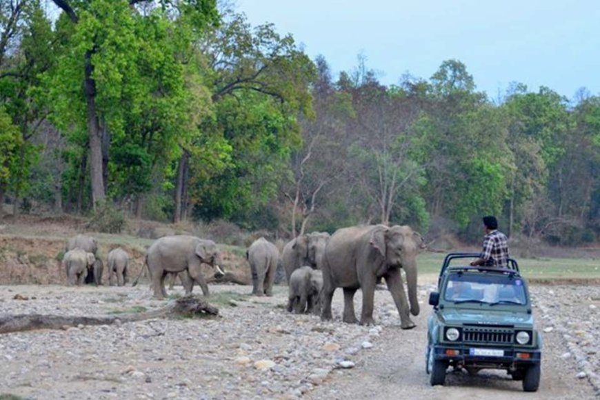 Rajaji National Park – Wildlife Exploration