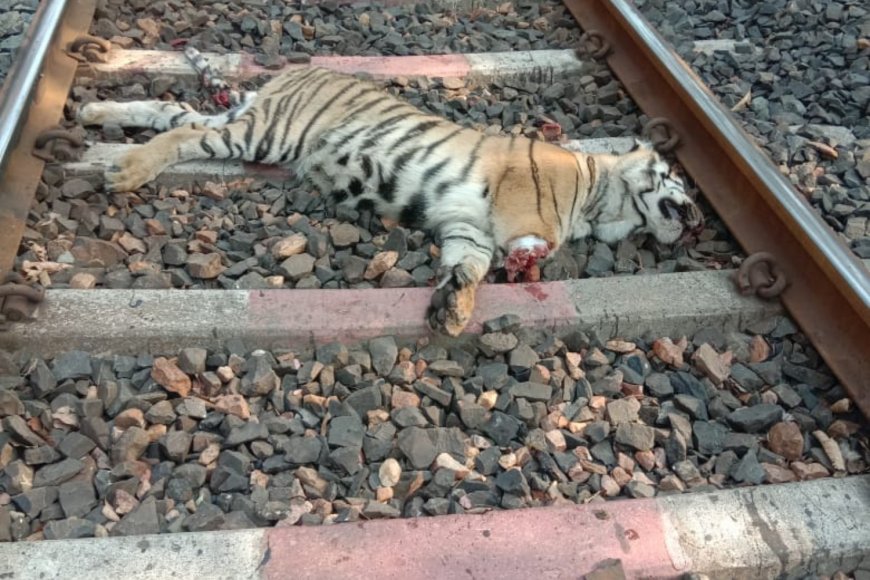 A Ride Through Tiger Territory