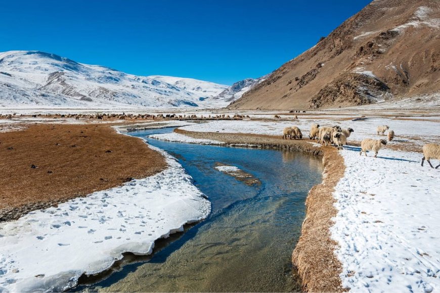 Flora and Fauna of the Cold Desert