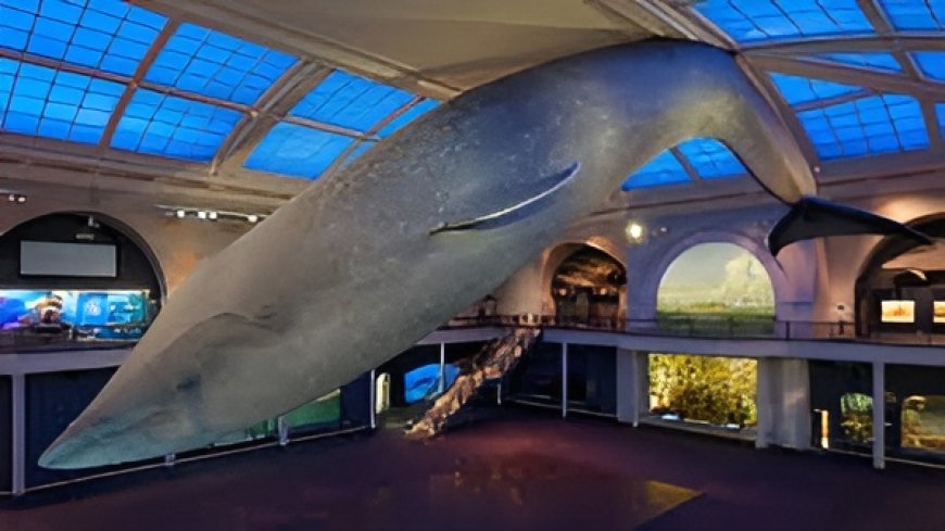 Things to Do at AMNH Beyond Exhibits