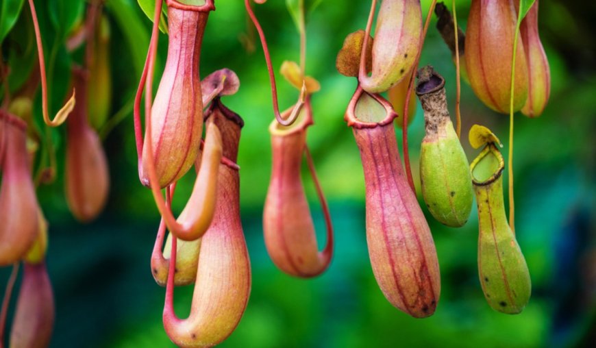 Nepenthes khasiana: India’s Only Pitcher Plant and the Enchanted Insect Trap of Meghalaya