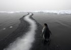 The Penguin Meme That Quietly Captured How We All Feel Right Now