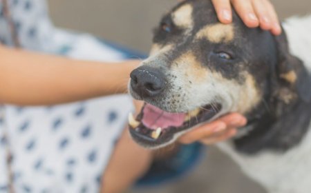 Supreme Court’s Verdict on Stray Dogs in India: What You Need to Know