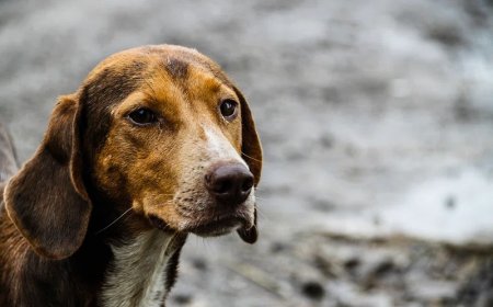 SC Reserves Verdict on Stray Dog Relocation in Delhi