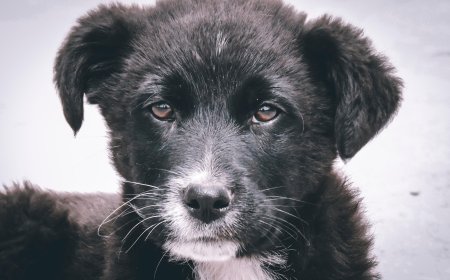 Supreme Court’s Stray Dog Directive in Delhi: What You Need to Know
