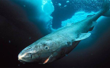 The Secret Behind Greenland Sharks’ 400-Year Lifespan