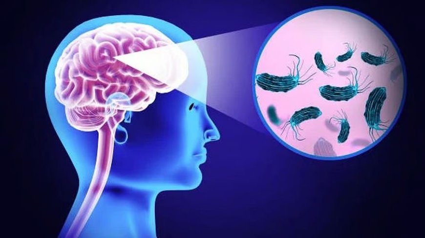 Brain-Eating Amoeba in Kerala: Deadly Outbreak Sparks Public Fear