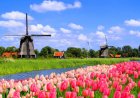 Beyond Keukenhof: Where Locals Go to See the Netherlands' Most Stunning Tulips