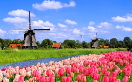 Beyond Keukenhof: Where Locals Go to See the Netherlands' Most Stunning Tulips
